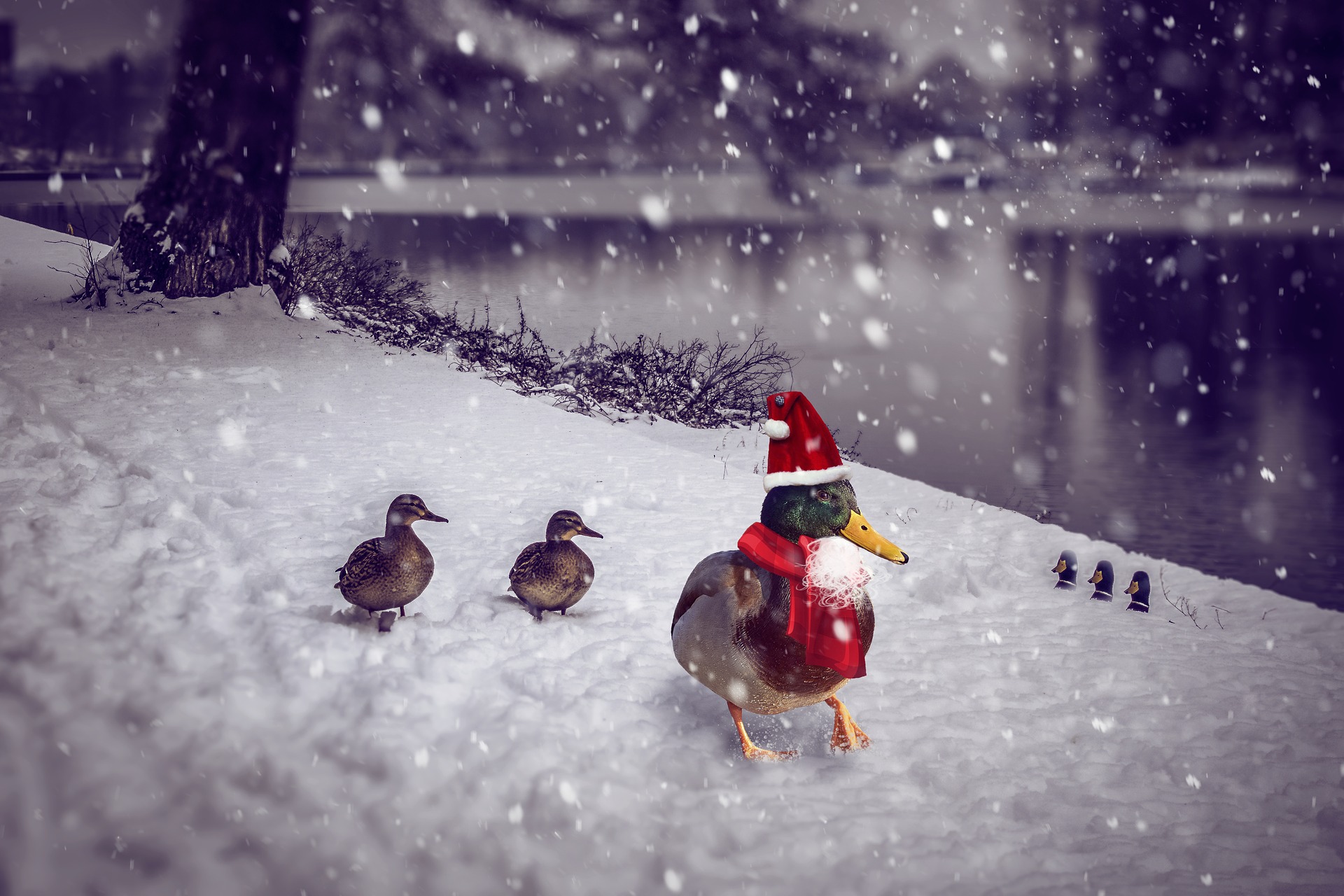 Ducks in snow, leader drake with Christmas hat and scarf