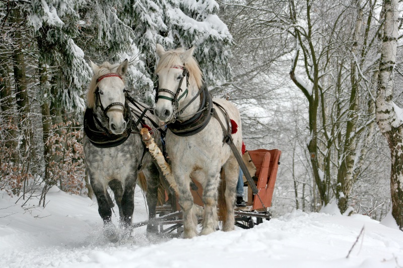 Two white horses, sleigh-ride through snowy woods.