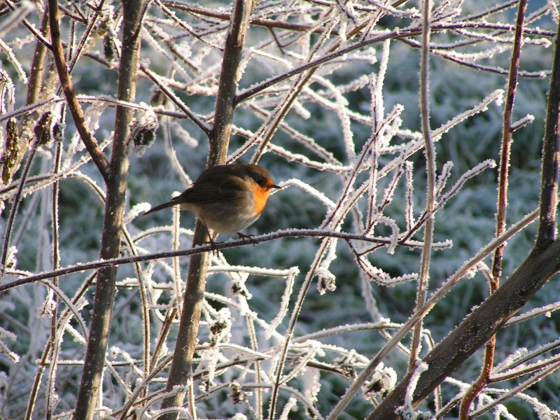 Robin in snow landscape of frosty twigs.