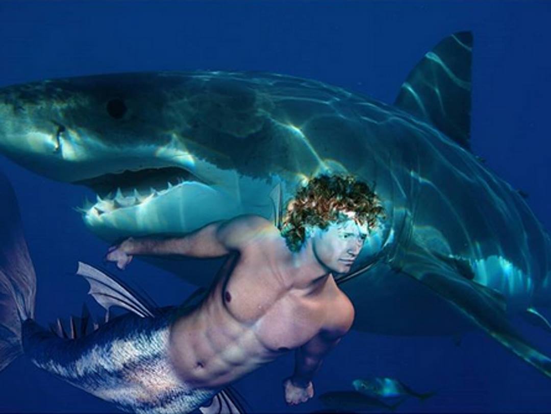 Mermaid with shark