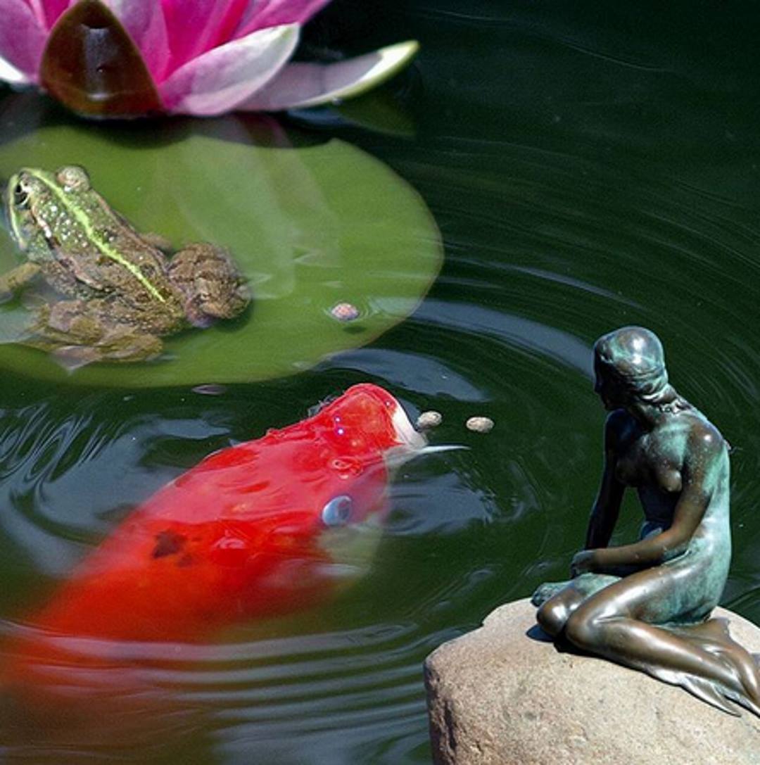 Mermaid with frog and koi