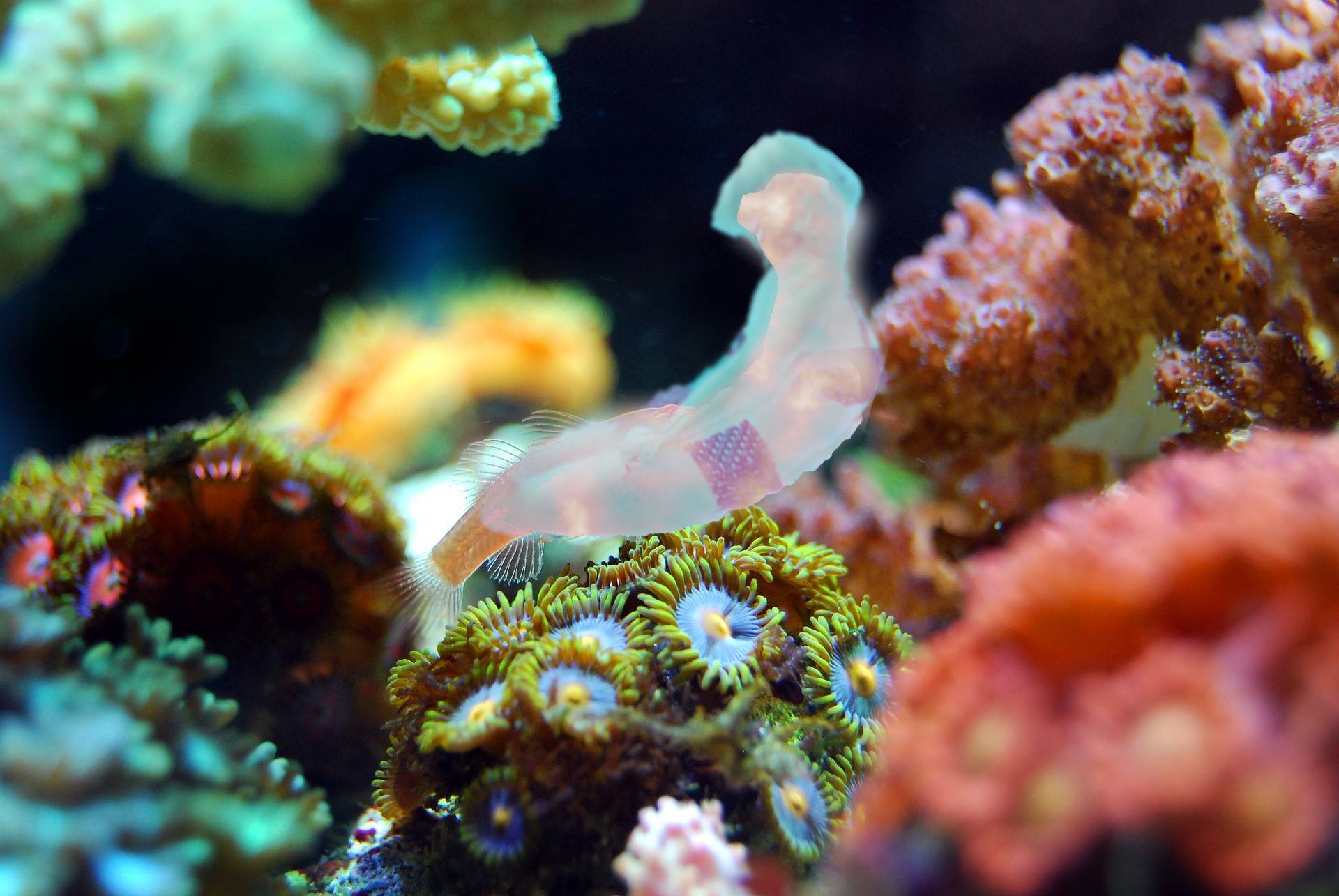 Mermaid swimming amongst coral