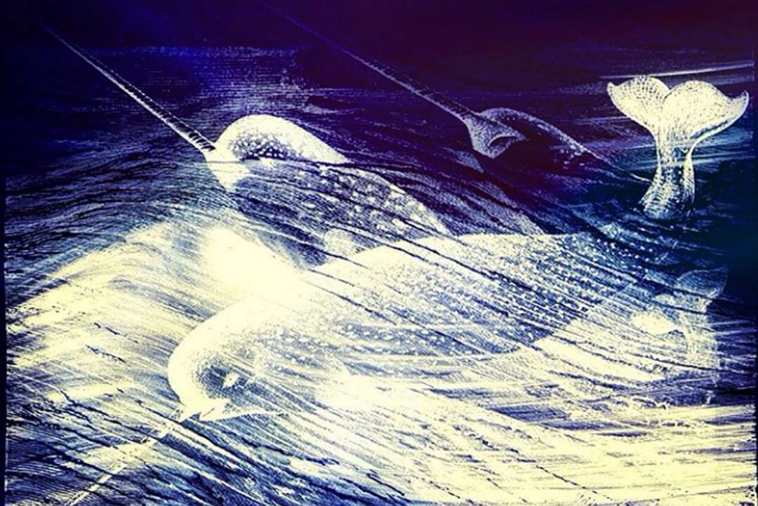 Narwhal