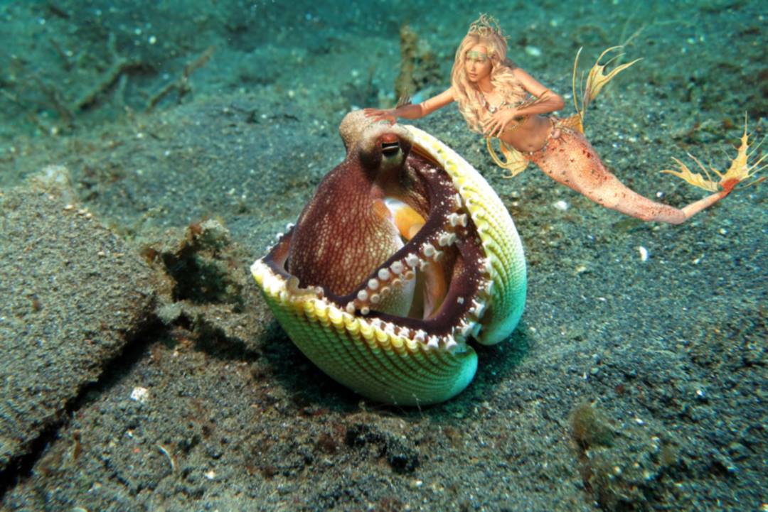 Mermaid with octopus hiding in shell
